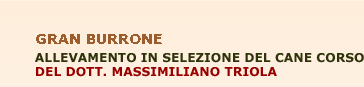 Gran Burrone - Allevamento in selezione del cane corso