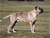 ELDAMAR DI GRAN BURRONE riproduttore selezionato ENCI - Triola Cane Corso