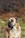 ELDAMAR DI GRAN BURRONE riproduttore selezionato ENCI - Triola Cane Corso