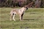 ELDAMAR DI GRAN BURRONE riproduttore selezionato ENCI - Triola Cane Corso