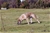 ELDAMAR DI GRAN BURRONE riproduttore selezionato ENCI - Triola Cane Corso