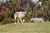 ELDAMAR DI GRAN BURRONE riproduttore selezionato ENCI - Triola Cane Corso