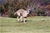 ELDAMAR DI GRAN BURRONE riproduttore selezionato ENCI - Triola Cane Corso