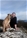 ELDAMAR DI GRAN BURRONE riproduttore selezionato ENCI - Triola Cane Corso