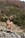 ELDAMAR DI GRAN BURRONE riproduttore selezionato ENCI - Triola Cane Corso