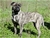 MALESIA - Triola Cane Corso