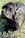 LUCREZIA - Triola Cane Corso