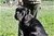LUCREZIA - Triola Cane Corso