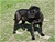 LUCREZIA - Triola Cane Corso