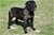 LUCREZIA - Triola Cane Corso