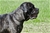 LUCREZIA - Triola Cane Corso