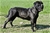 LUCREZIA - Triola Cane Corso
