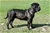 LUCREZIA - Triola Cane Corso