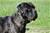 LUCREZIA - Triola Cane Corso