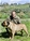 ACHILLE - Triola Cane Corso