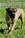 ACHILLE - Triola Cane Corso