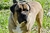 ACHILLE - Triola Cane Corso