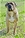 ACHILLE - Triola Cane Corso