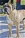 ACHILLE - Triola Cane Corso