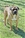ACHILLE - Triola Cane Corso