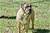 ACHILLE - Triola Cane Corso