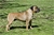 ACHILLE - Triola Cane Corso