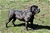 LUCREZIA - Triola Cane Corso