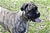 MALESIA - Triola Cane Corso