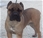 Aristotele - Triola Cane Corso