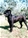  multi Ch. Bazo - Triola Cane Corso