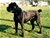  multi Ch. Bazo - Triola Cane Corso