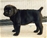  multi Ch. Bazo - Triola Cane Corso