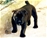  multi Ch. Bazo - Triola Cane Corso