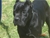 Ch. Giotto del Rossomalpelo - Triola Cane Corso