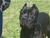 Ch. Giotto del Rossomalpelo - Triola Cane Corso