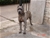 ipo3 FURFANTE RIPRODUTTORE SELEZIONATO ENCI - Triola Cane Corso