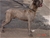 ipo3 FURFANTE RIPRODUTTORE SELEZIONATO ENCI - Triola Cane Corso