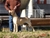 Red hot - Triola Cane Corso