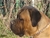 ACHILLE - Triola Cane Corso
