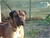 ACHILLE - Triola Cane Corso