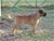 ACHILLE - Triola Cane Corso