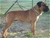 ACHILLE - Triola Cane Corso