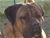 ACHILLE - Triola Cane Corso