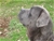 MALAVITA - Triola Cane Corso