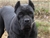 Ch. Ripr. Eowin - Triola Cane Corso