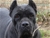 Ch. Ripr. Eowin - Triola Cane Corso