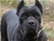 Ch. Ripr. Eowin - Triola Cane Corso