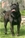  multi Ch. Bazo - Triola Cane Corso