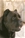  multi Ch. Bazo - Triola Cane Corso