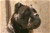  multi Ch. Bazo - Triola Cane Corso